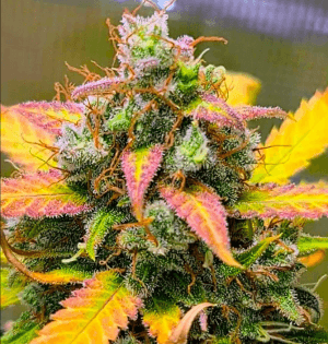 Strawberry Banana