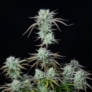 Strawberry Banana Auto