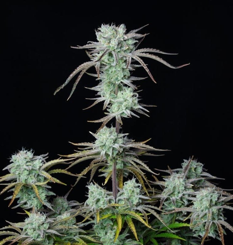 Fruity – Tall (140cm plus) – Super Strength – Strawberry Banana Auto strain – image 1 – from FastBuds via Seed City