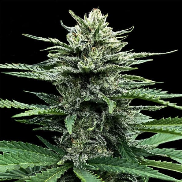 Strawberry Banana Autoflower cannabis seeds – 12/12 Photoperiod – Mostly Indica – Female seeds – image 1 from Seed City