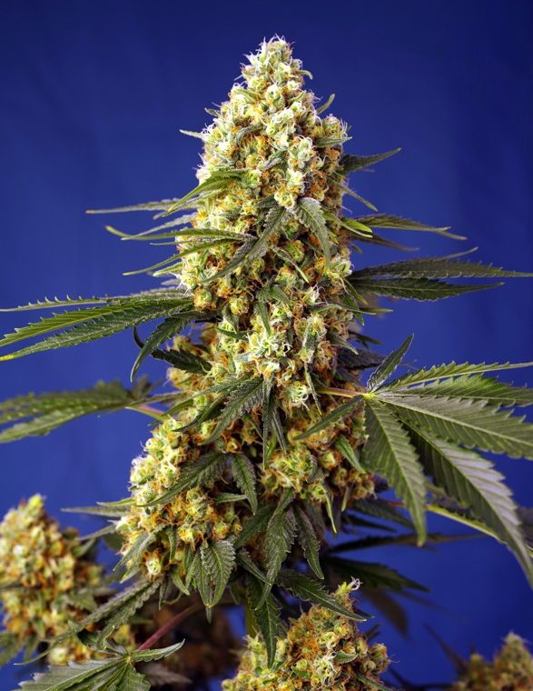 Relaxing – Indica-heavy – Outdoor – Strawberry Banana Gelato XL Auto strain – image 1 – from Sweet Seeds via Seed City