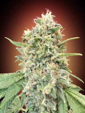 Strawberry Banana