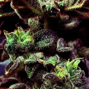 Strawberry Cane