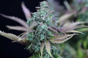 Strawberry Cheesecake Auto