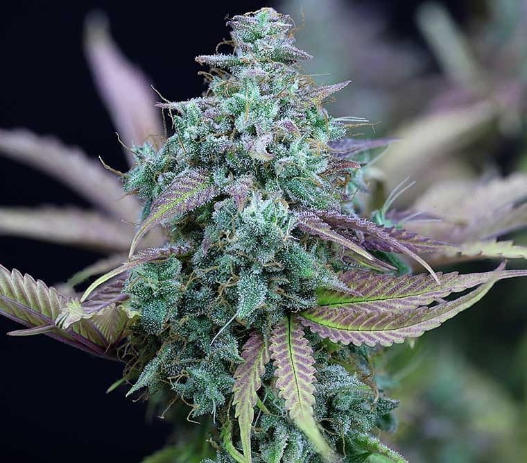 Strawberry Cheesecake Auto cannabis seeds – Stress Relief – Indica Dominant – Indoor – image 1 from Seed City