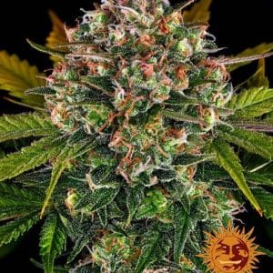Indica-heavy – Outdoor – Earthy – Strawberry Cheesecake Auto strain – image 1 – from Barneys Farm Seeds via Seed City