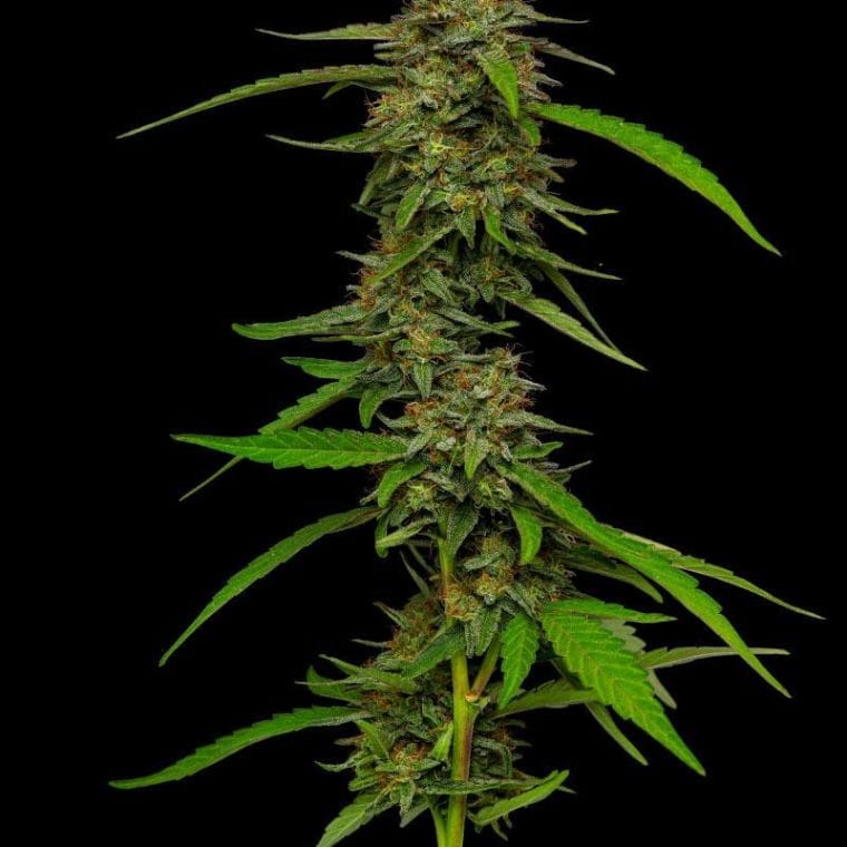 Strawberry Cheesecake Autoflower cannabis seeds – Sweet – Auto-Flowering – Middle of October – image 1 from Seed City