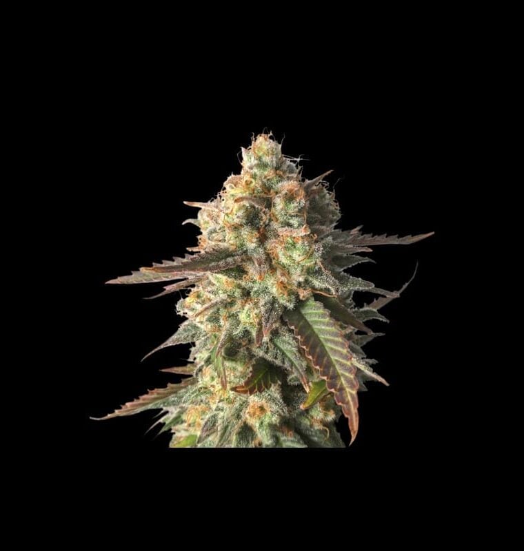 Strawberry Chemdawg OG cannabis seeds – Resistant to Mould – Fruity – Feminized – image 1 from Seed City