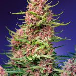 Feminized – Strawberry Cola Sherbet F1 Fast Version strain – image 1 – from Sweet Seeds via Seed City
