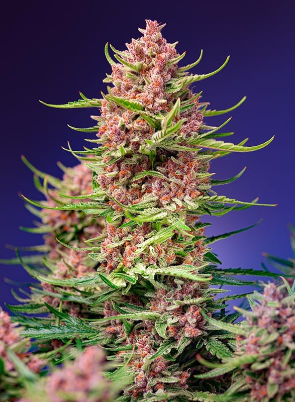 Feminized – Strawberry Cola Sherbet F1 Fast Version strain – image 1 – from Sweet Seeds via Seed City