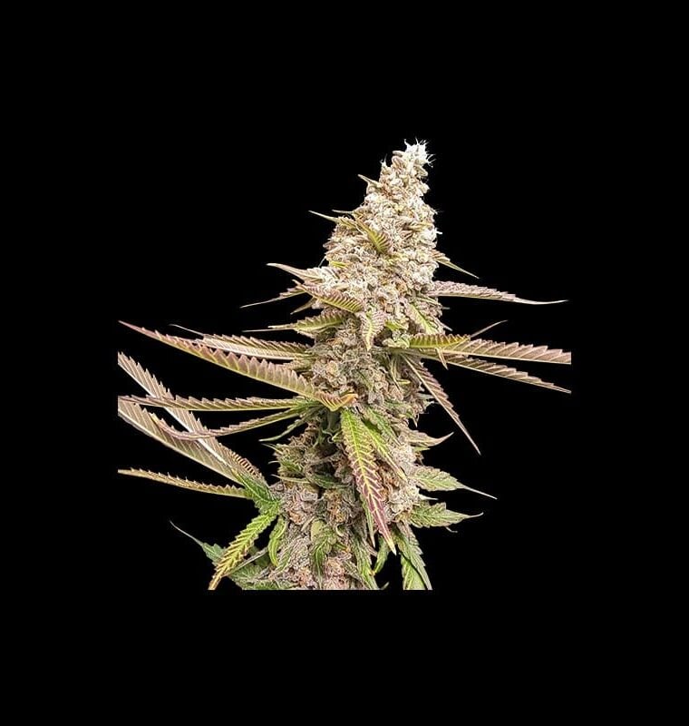 Strawberry Cookies cannabis seeds – 12/12 Photoperiod – Vanilla – Euphoric – image 1 from Seed City