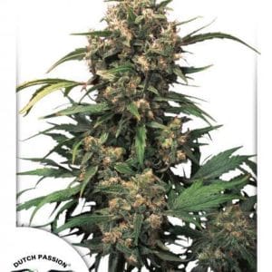Strawberry Cough cannabis seeds – Sativa Dominant – Euphoric – Suited for indoor growing – image 1 from Seed City