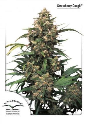 Strawberry Cough