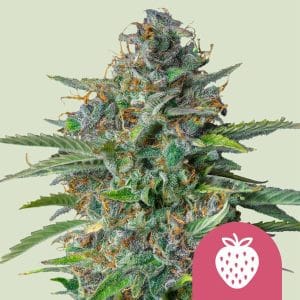 Strawberry Cough cannabis seeds – Sweet – Beginning of October – Mostly Sativa – image 1 from Seed City