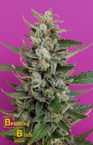 Strawberry Cream