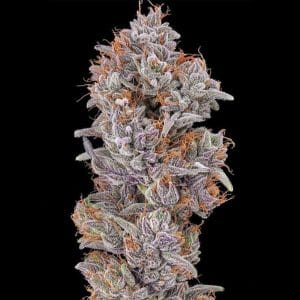 Strawberry Delight