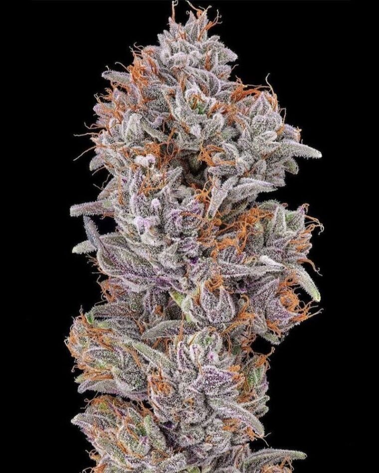 Strawberry Delight cannabis seeds – Vanilla – Large yield – Guaranteed female plants – image 1 from Seed City