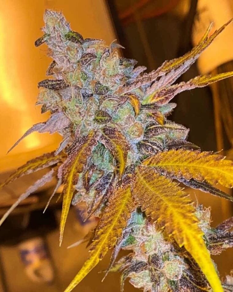 Spicy – Regular – 12/12 Photoperiod – Strawberry Diesel Cookies strain – image 1 – from Oni Seed Co via Seed City
