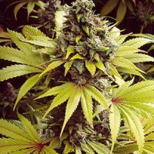 Strawberry Fields cannabis seeds – Guaranteed female plants – Fruity – 12/12 Photoperiod – image 1 from Seed City