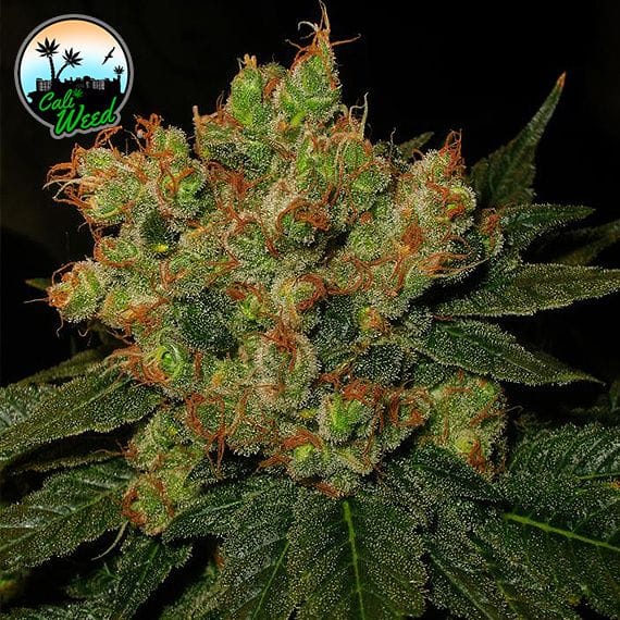 Image 1 of Strawberry Gelato cannabis by Cali Weed Seeds – Greenhouse – Indica Dominant – Feminized – Seed City