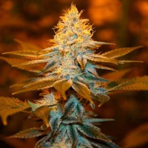 Strawberry Glue from TH Seeds