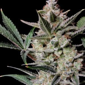 Strawberry Gorilla Auto by FastBuds – Indica-heavy – Piney – Good for outdoor grow – image 1 – Seed City