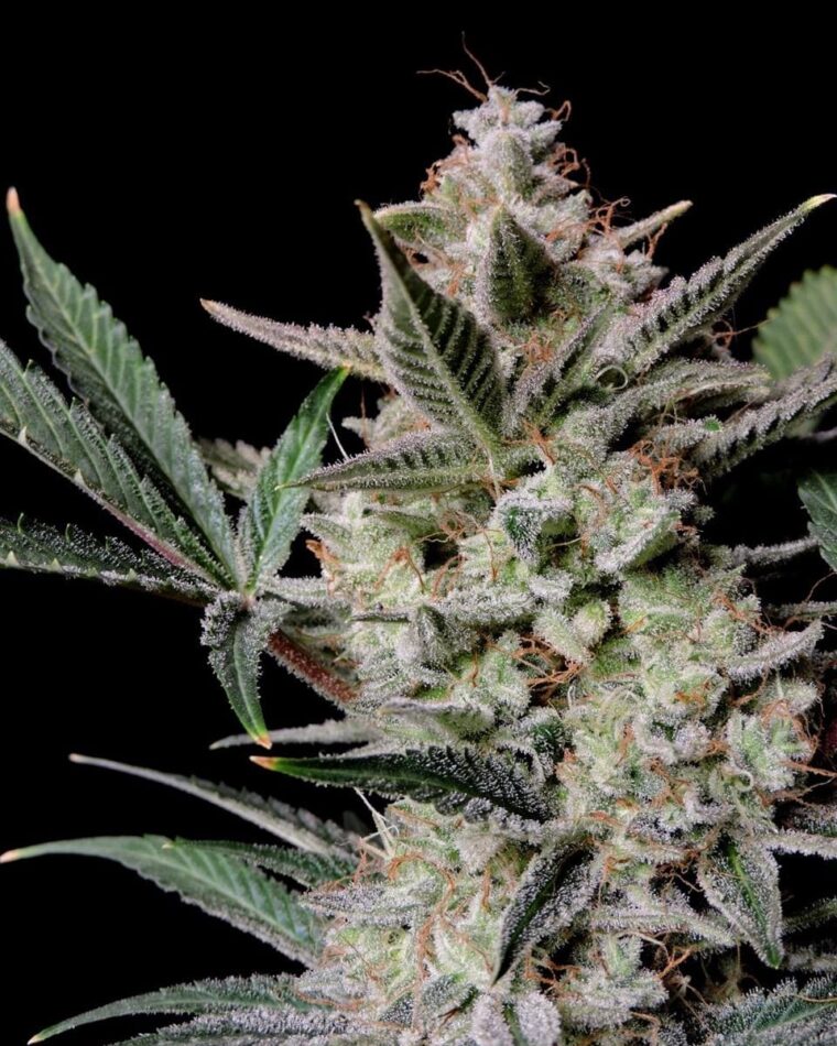 Strawberry Gorilla Auto by FastBuds – Indica-heavy – Piney – Good for outdoor grow – image 1 – Seed City