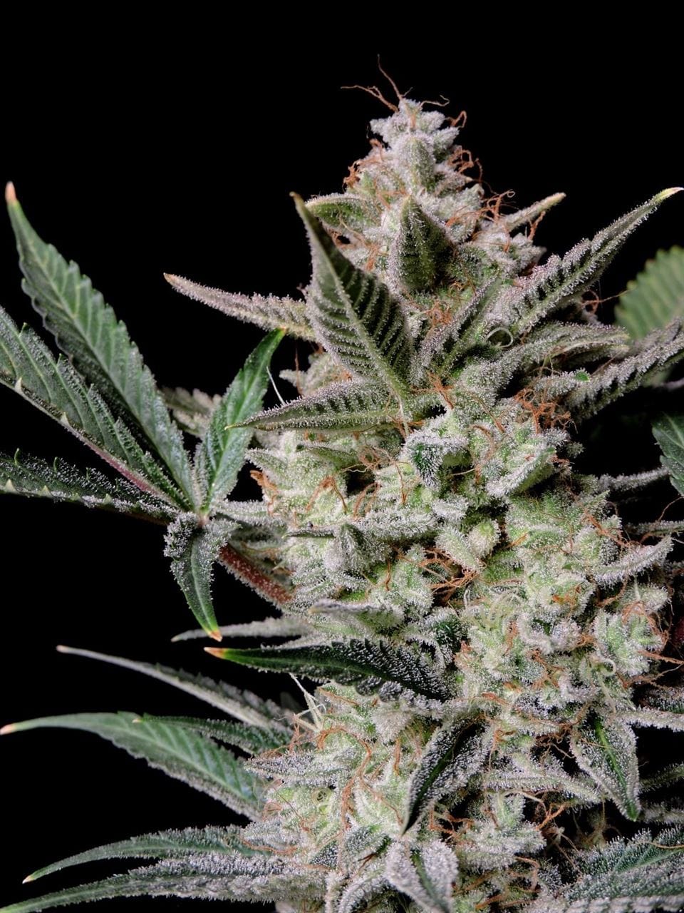Strawberry Gorilla Auto by FastBuds – Indica-heavy – Piney – Good for outdoor grow – image 1 – Seed City