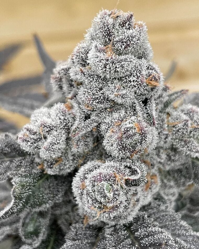 Outdoor – 12/12 Photoperiod – Fruity – Strawberry Gummies strain – image 1 – from Grounded Genetics via Seed City