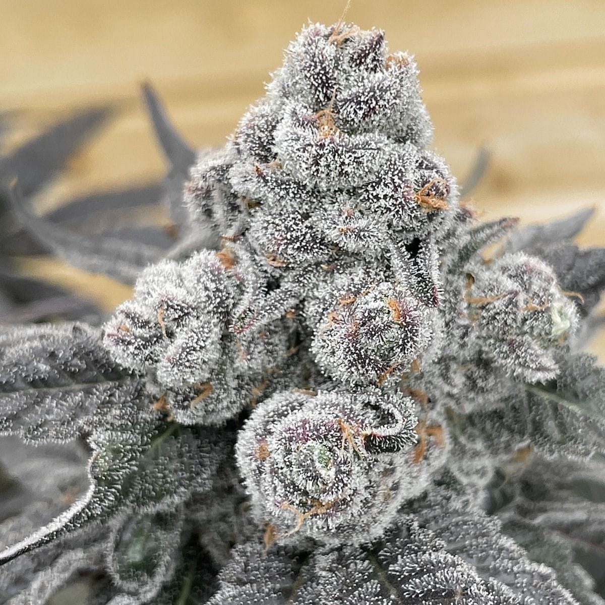 Outdoor – 12/12 Photoperiod – Fruity – Strawberry Gummies strain – image 1 – from Grounded Genetics via Seed City