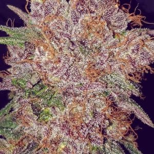 Strawberry Ice cannabis seeds – Suited for indoor growing – Large yield – 12/12 Photoperiod – image 1 from Seed City