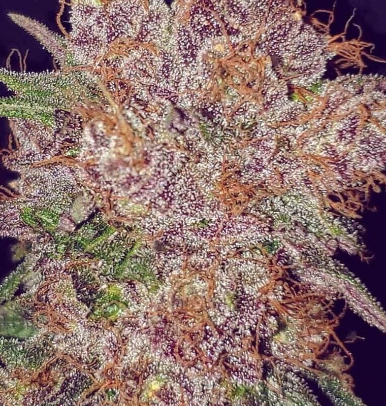 Strawberry Ice cannabis seeds – Suited for indoor growing – Large yield – 12/12 Photoperiod – image 1 from Seed City