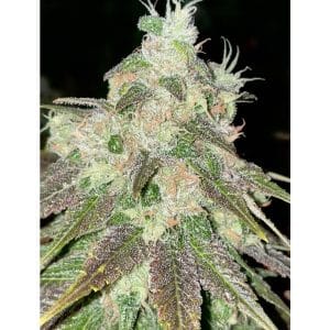 Feminized – Hashy – High Yielding – Strawberry Jacuzzi strain – image 1 – from Rare Dankness Seeds via Seed City