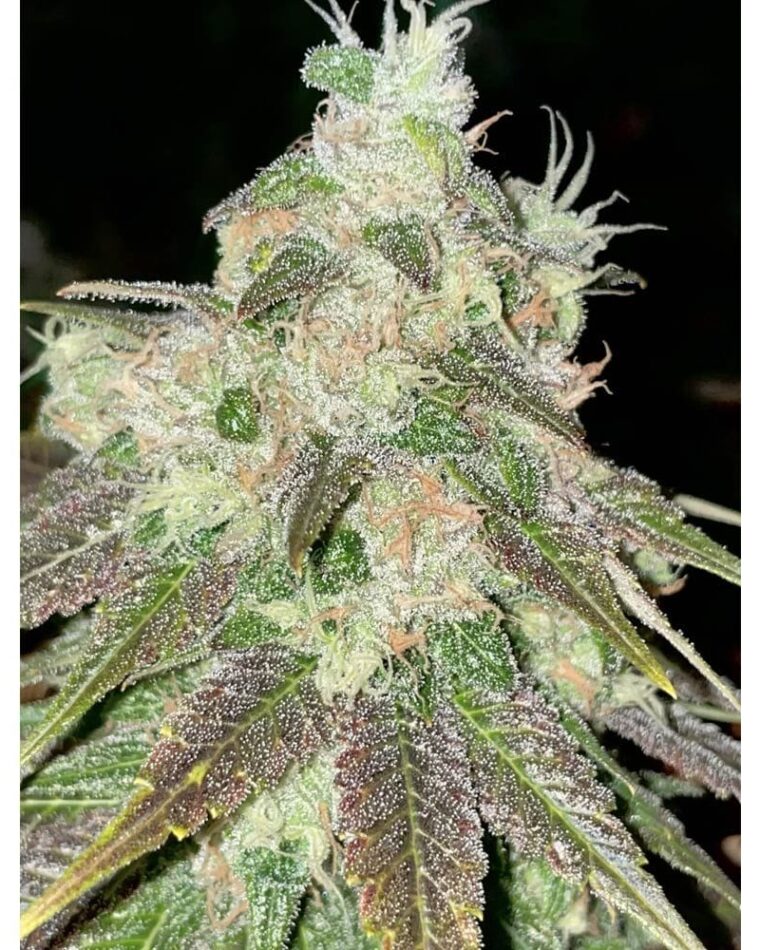 Feminized – Hashy – High Yielding – Strawberry Jacuzzi strain – image 1 – from Rare Dankness Seeds via Seed City