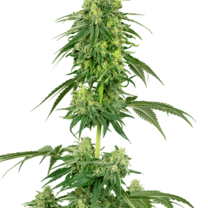 Strawberry Kush by White Label Seeds – Strawberry – Happy – Indica Dominant – image 1 – Seed City