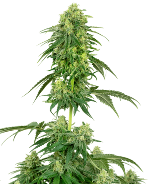 Strawberry Kush