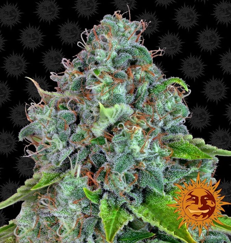 Strawberry Lemonade by Barneys Farm Seeds – Hashy – Beginning of October – Outdoor – image 1 – Seed City