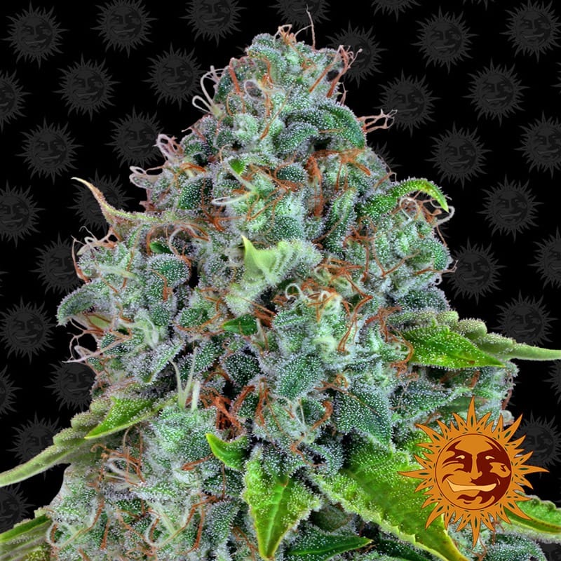 Strawberry Lemonade 大麻の種子 | Barney's Farm Seeds