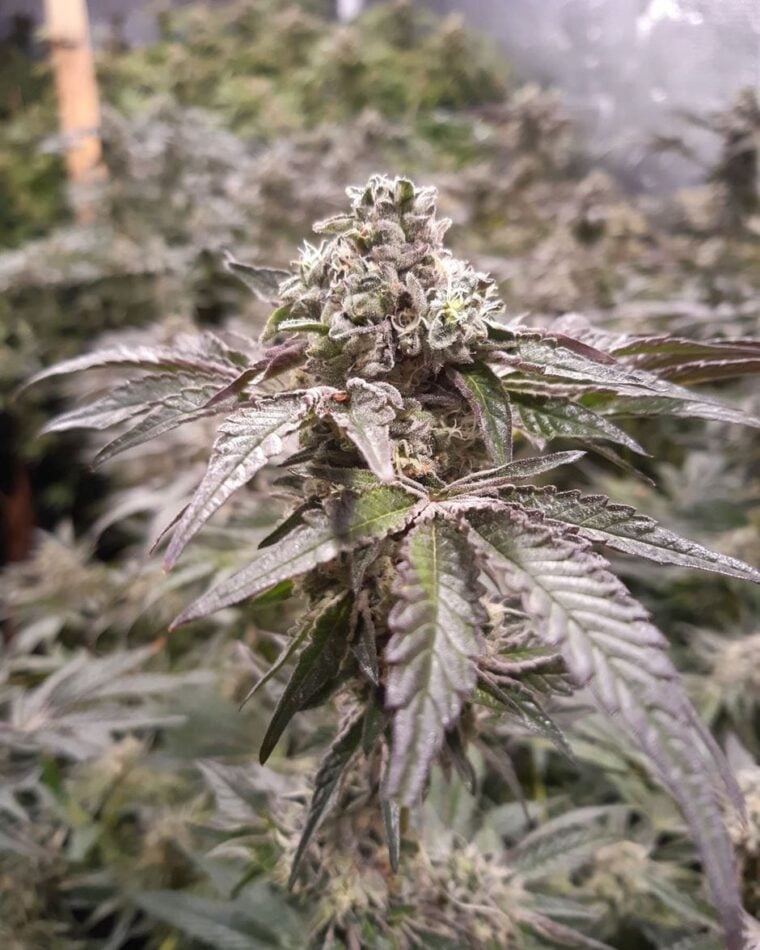 Strawberry-Line cannabis seeds – Indoor-friendly – Female seeds – Sweet – image 1 from Seed City