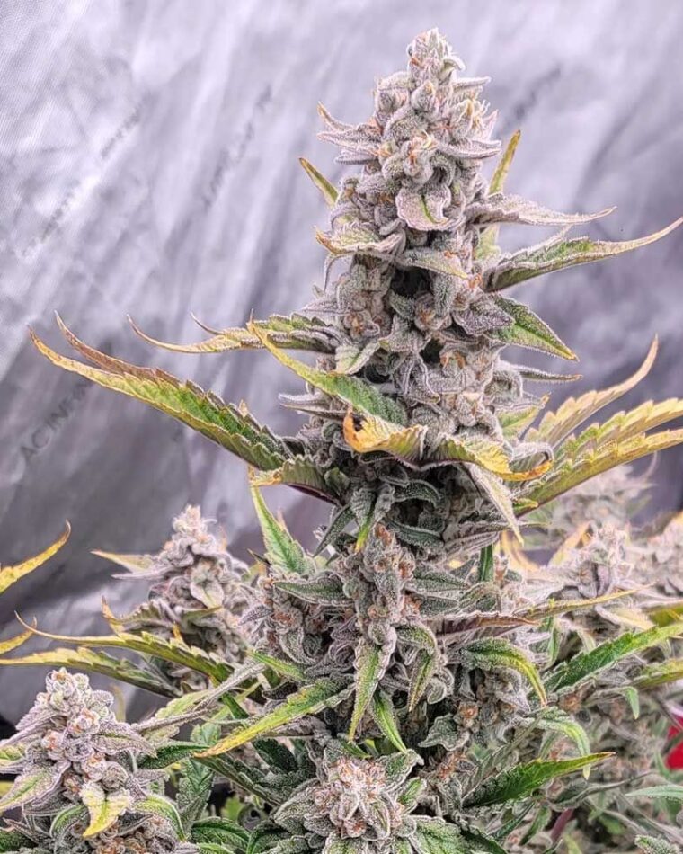 Strawberry Milk and Qookies Remix Auto cannabis – image 1 – Seed City