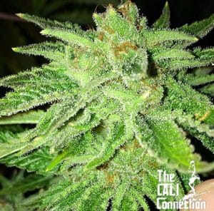 Strawberry OG