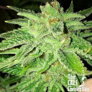 Strawberry OG from Cali Connection Seeds