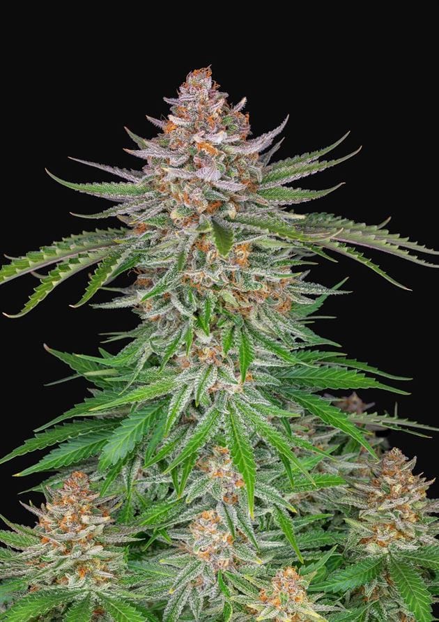 Strawberry Pie Auto by FastBuds – Super Strength – Mostly Indica – Cinnamon – image 1 – Seed City