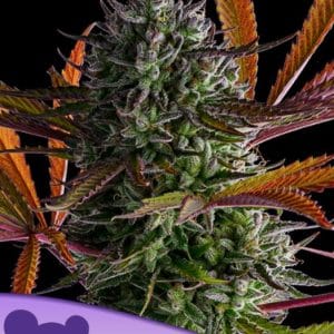 Image 1 of Strawberry Pop Rocks cannabis by Anesia Seeds – Female seeds – High Yielding – Resistant to Mould – Seed City