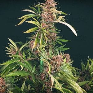 Strawberry Smoothie cannabis seeds – Guaranteed female plants – Happy – 12/12 Photoperiod – image 1 from Seed City
