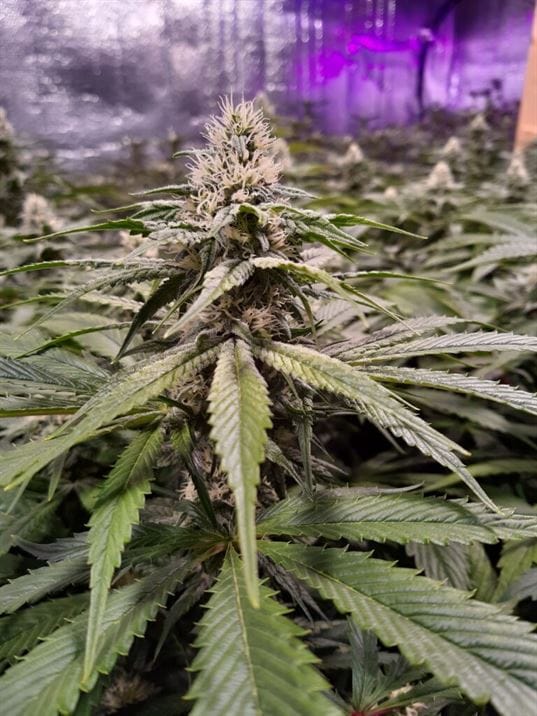 Strawberry Sour Diesel by Devil Harvest Original – Sativa Dominant – Large yield – Indoor-friendly – image 1 – Seed City
