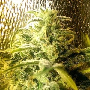 Strawberry Stardawg