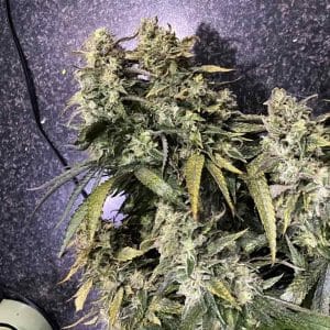 Image 1 of Strawberry Sunset cannabis by Holy Smoke Seeds – 12/12 Photoperiod – Strawberry – Feminized – Seed City