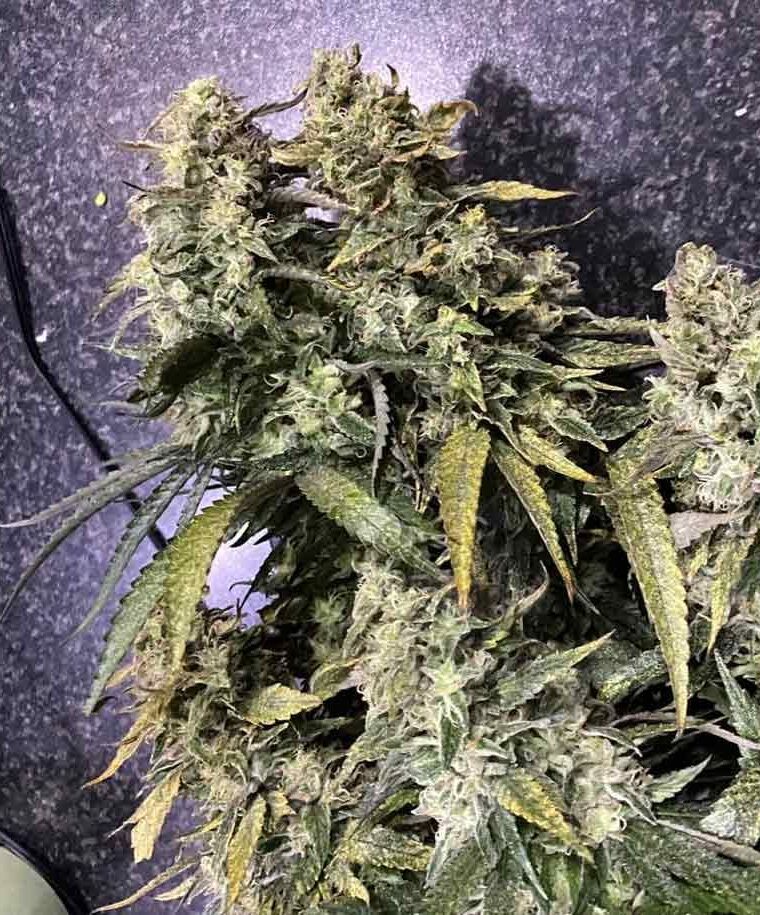 Image 1 of Strawberry Sunset cannabis by Holy Smoke Seeds – 12/12 Photoperiod – Strawberry – Feminized – Seed City