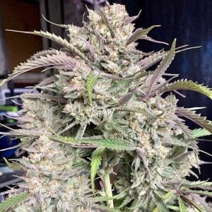 Strawnana Auto